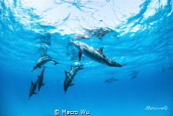 Dolphin with family swiming by Macro Wu 